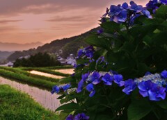 里山の紫陽花