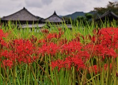 山寺の秋