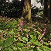 陽に映えて