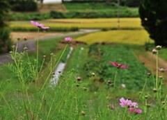 里山の秋