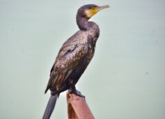 カワウ