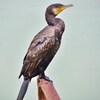 カワウ