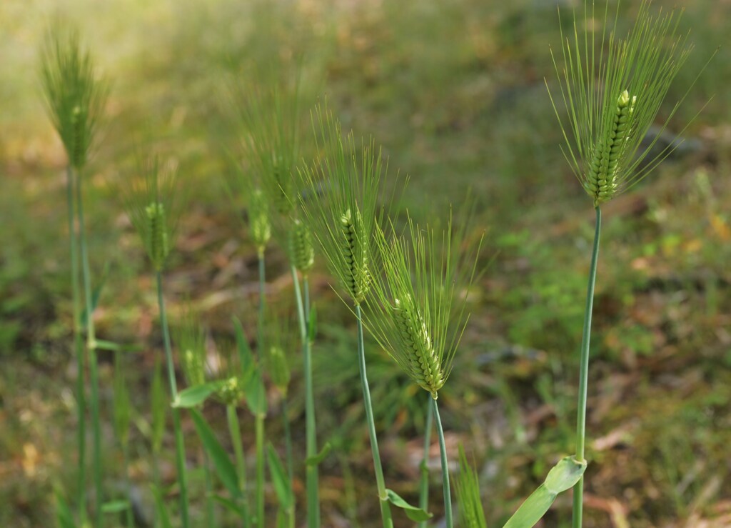 新芽