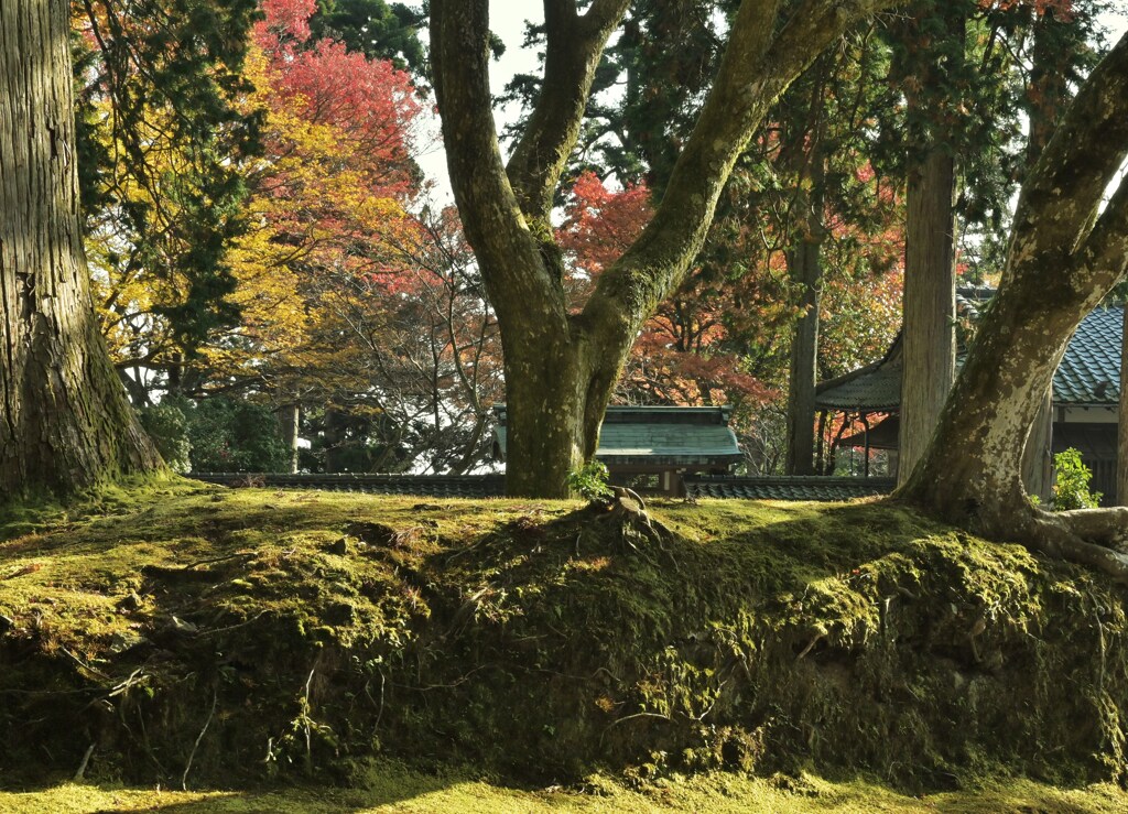 苔と紅葉