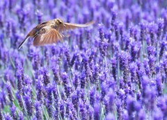 花に舞う