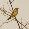 ビンズイ
