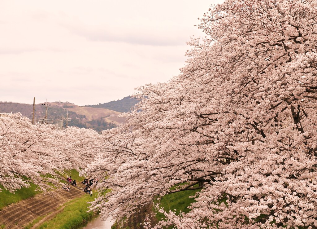 若草山