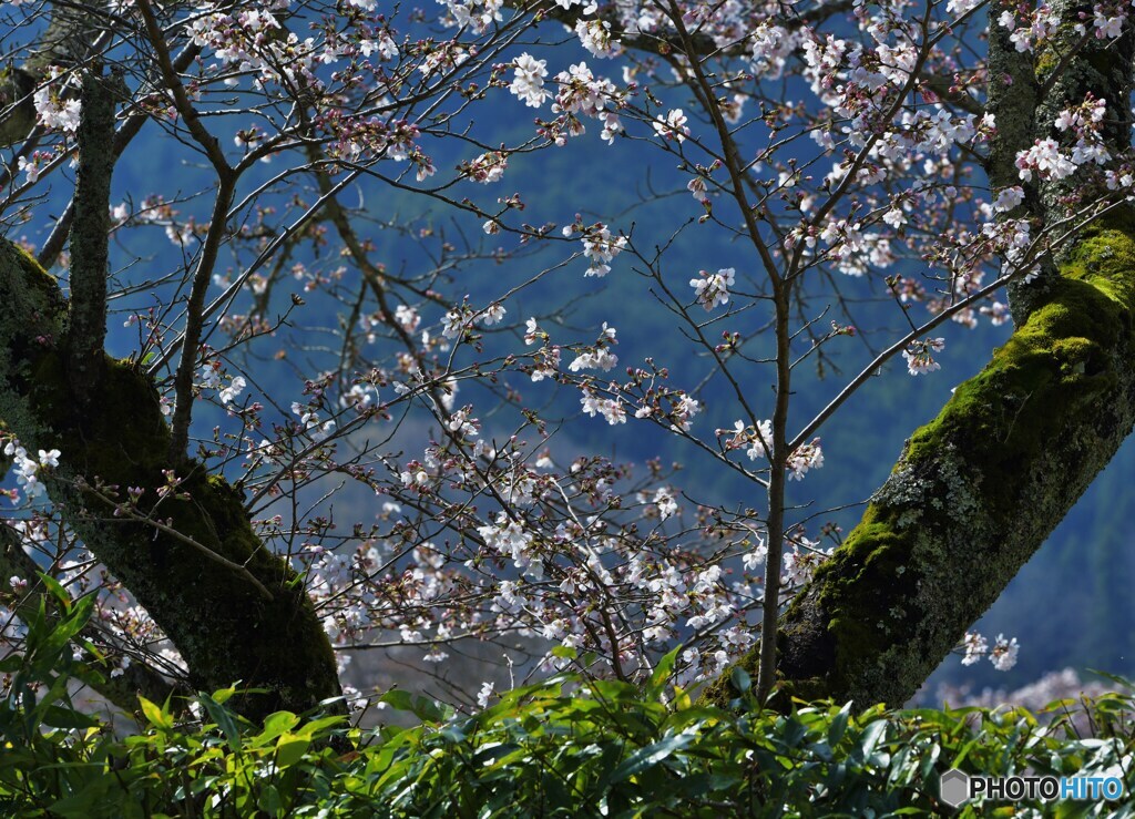 花舞台