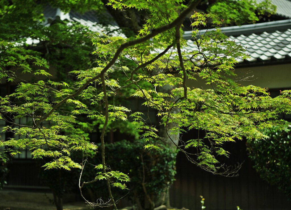 緑もみじ