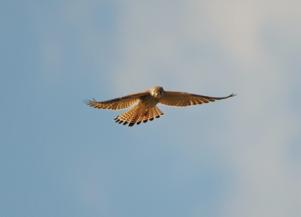 チョウゲンボウ