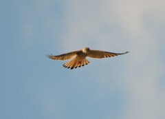 チョウゲンボウ