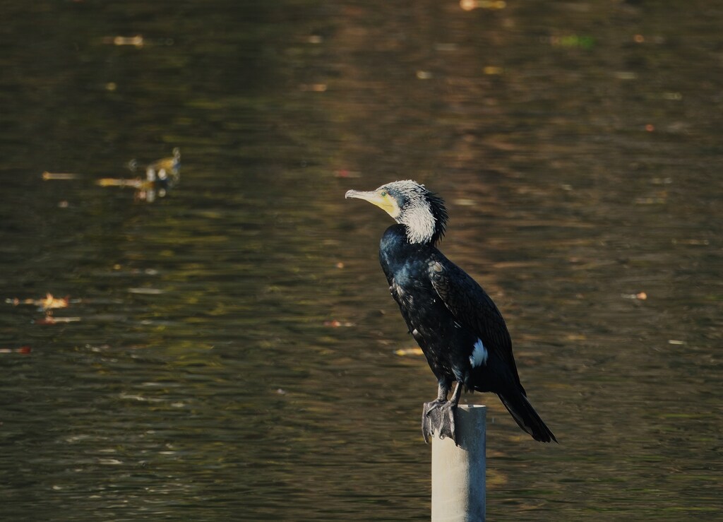 カワウ