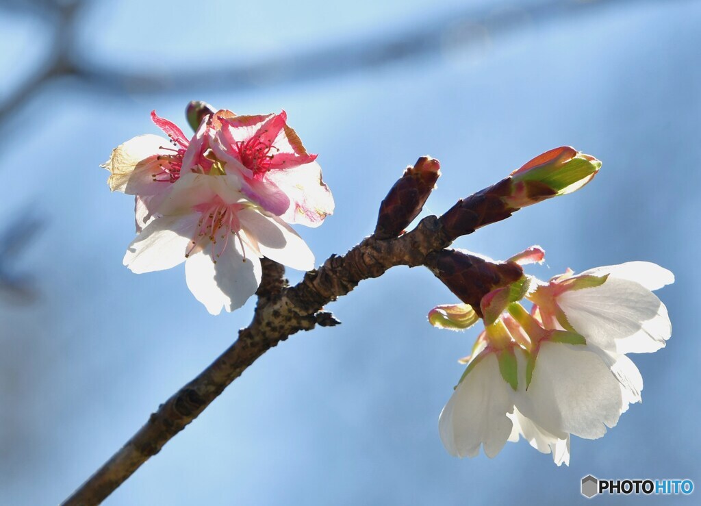 春芽