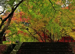 紅葉