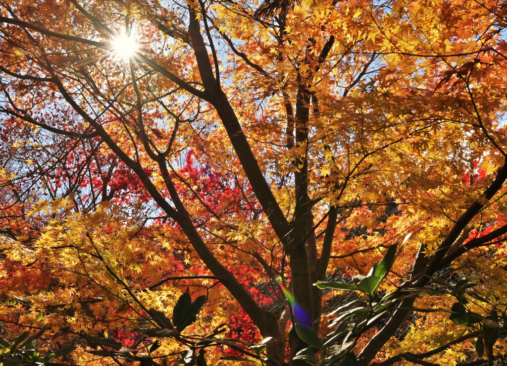 色付きの終わり