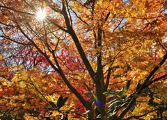 色付きの終わり