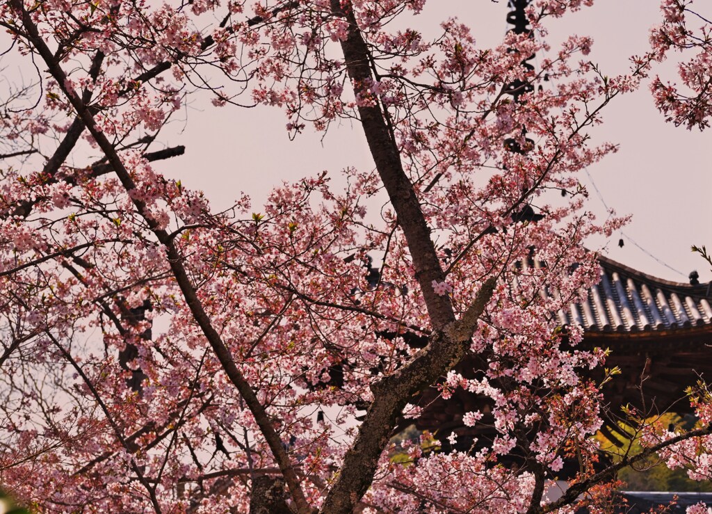 多宝の桜