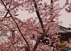 多宝の桜
