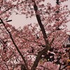 多宝の桜