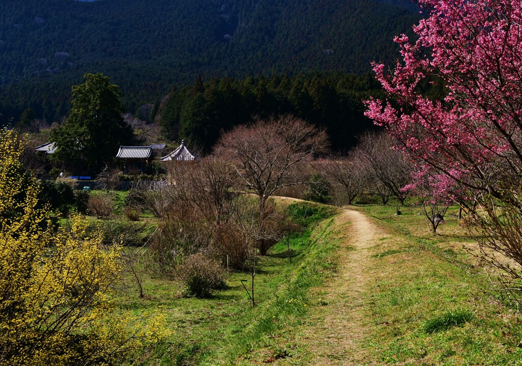 桃源郷への道