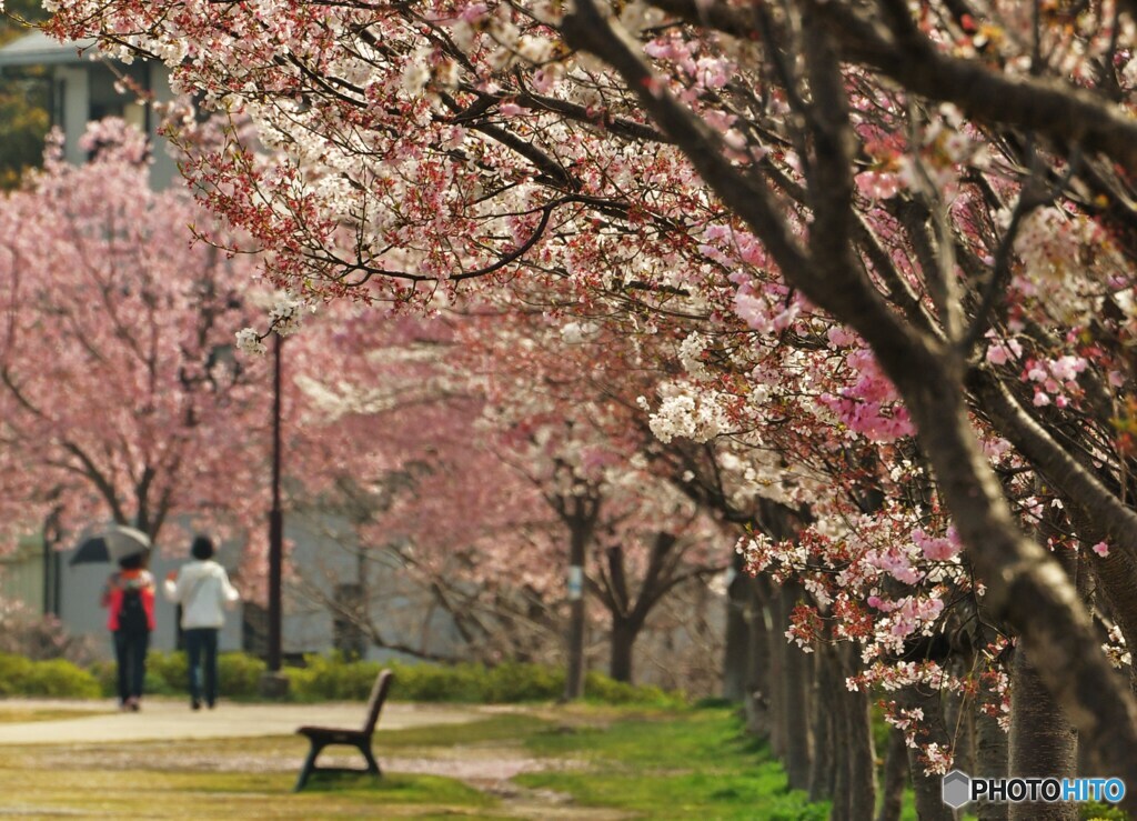 桜通り