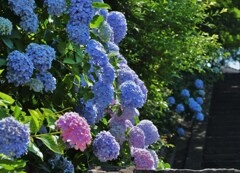 登り咲く