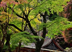 紅葉