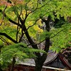 紅葉