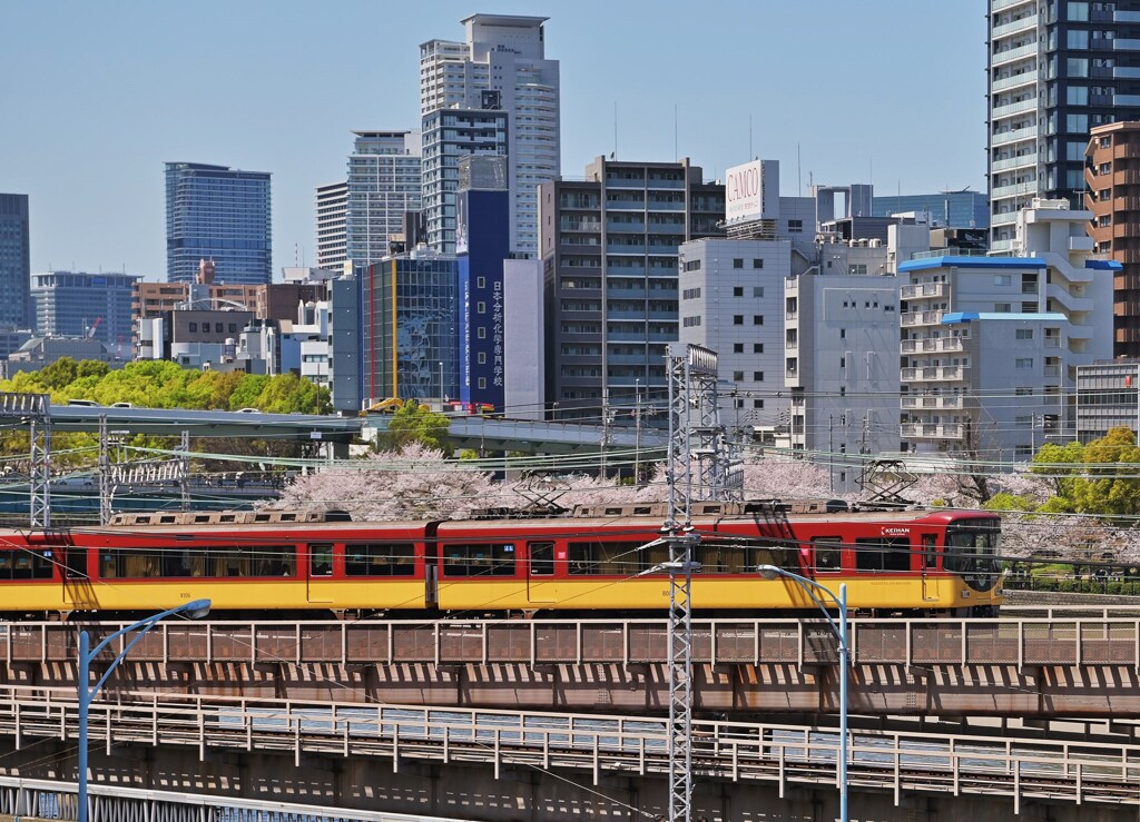 京阪と桜