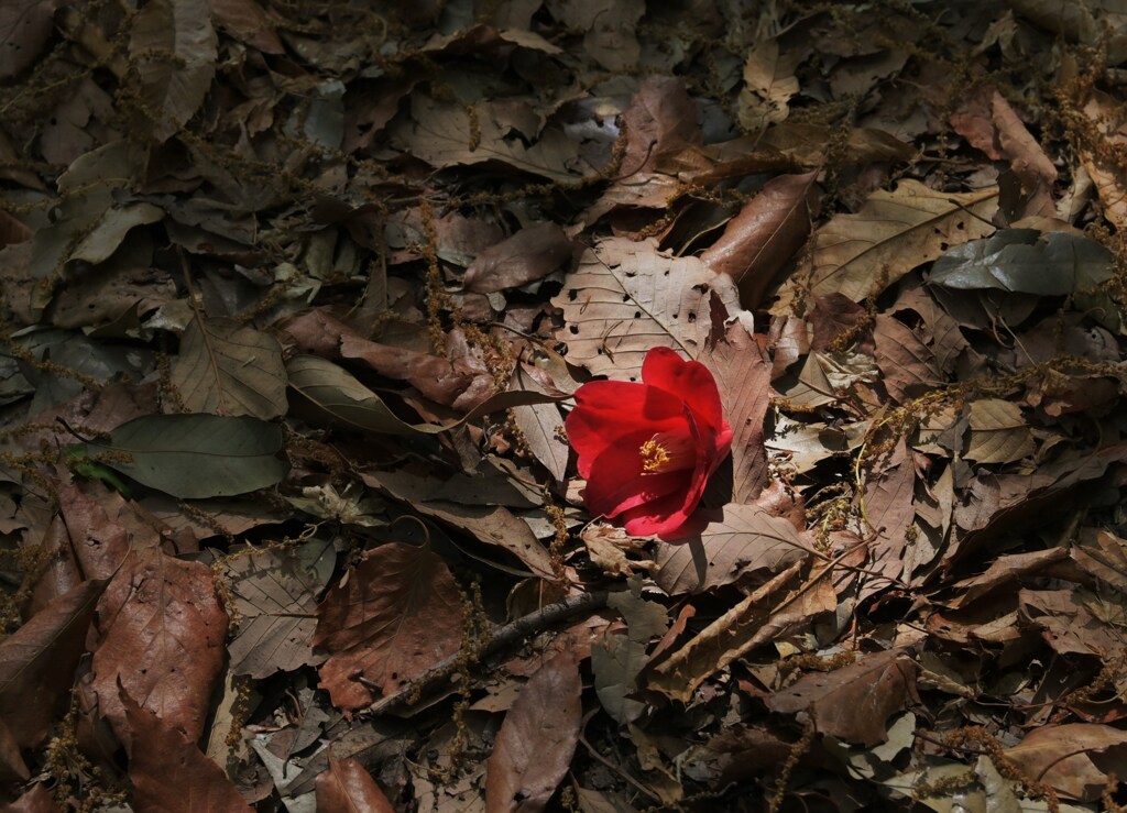 花一輪