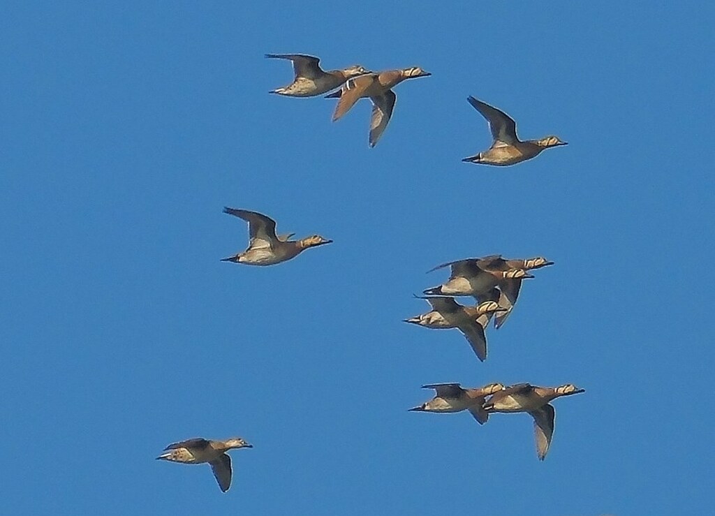 トモエガモ編隊先頭部拡大