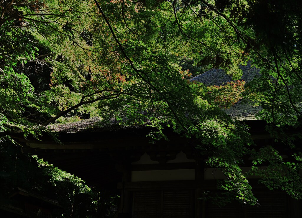 緑照