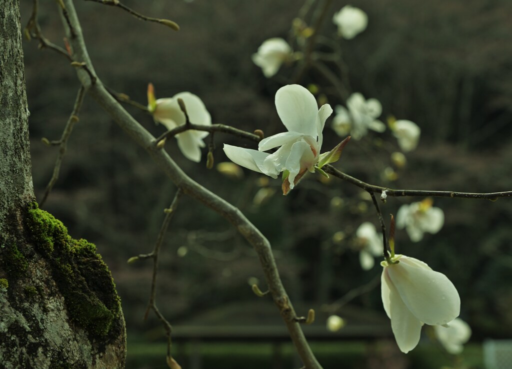 花群