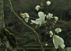 花群