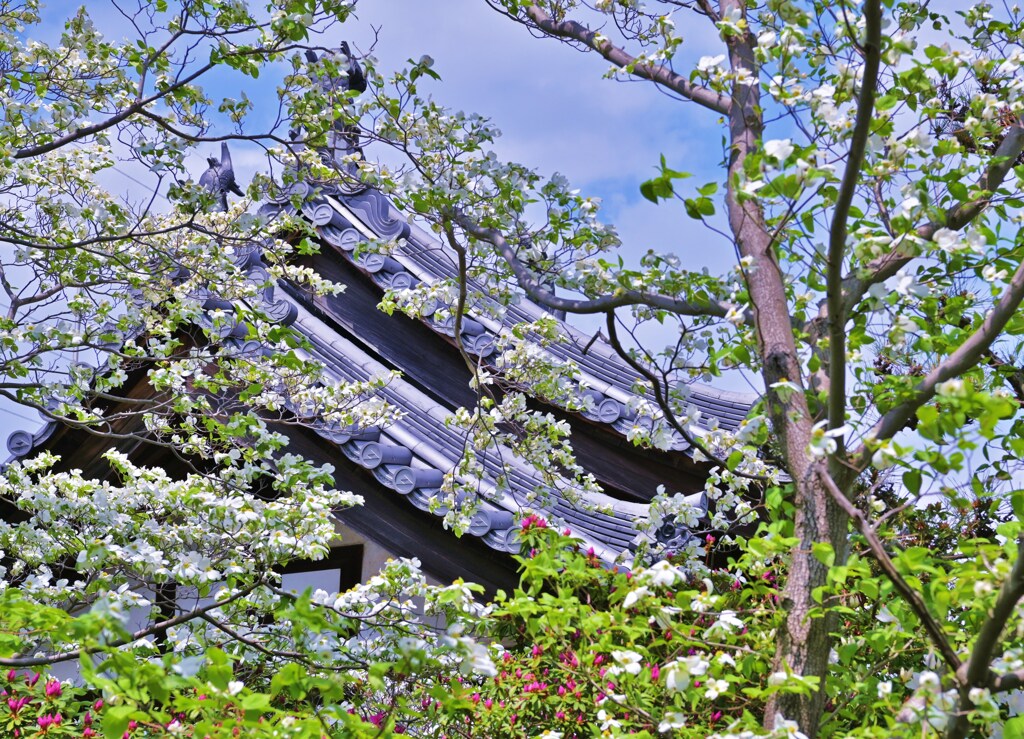 花の寺