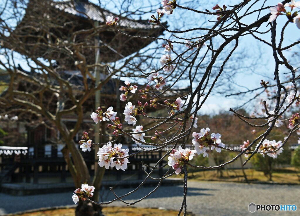 多宝に咲く