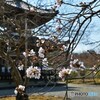 多宝に咲く
