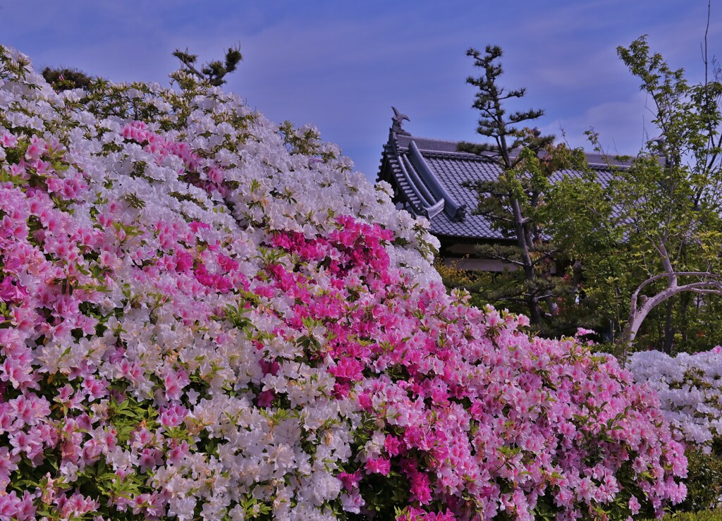 花寺の彩