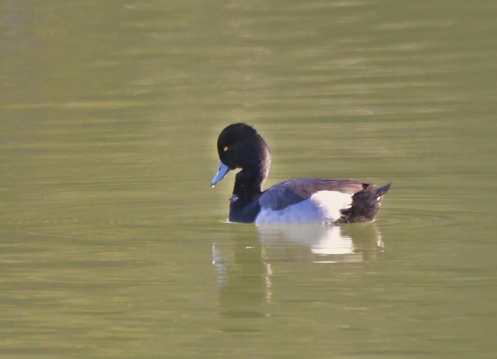 キンクロハジロ