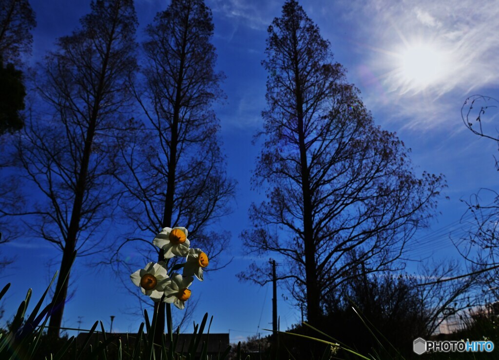 太陽に咲く