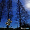太陽に咲く