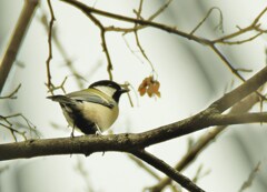 シジュウカラ