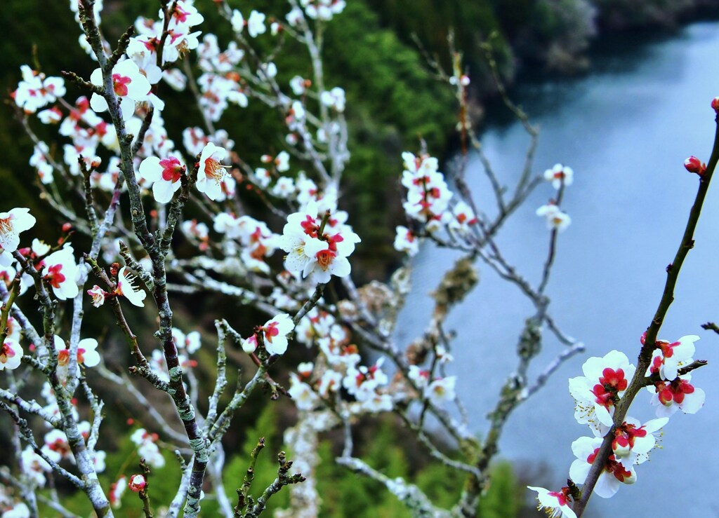 白梅と雲