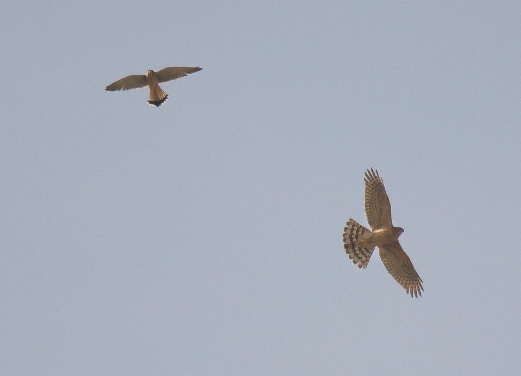 チョウゲンボウvsオオタカ