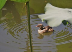 カイツブリ