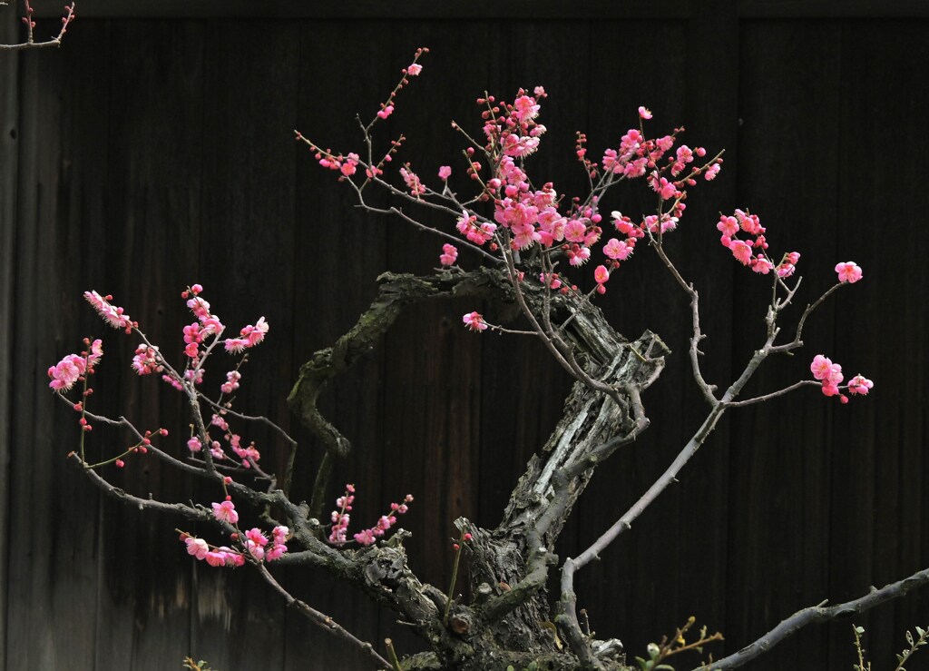 梅 by 令和日日是好日 （ID：13394659） - 写真共有サイト:PHOTOHITO