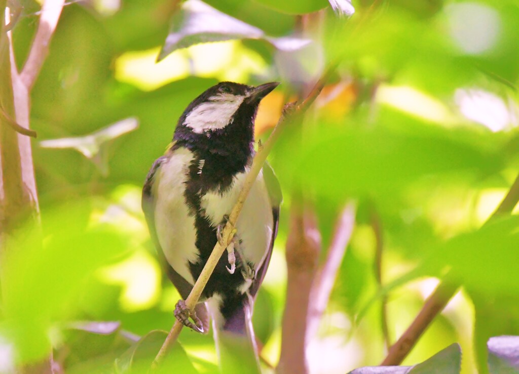 シジュウカラ