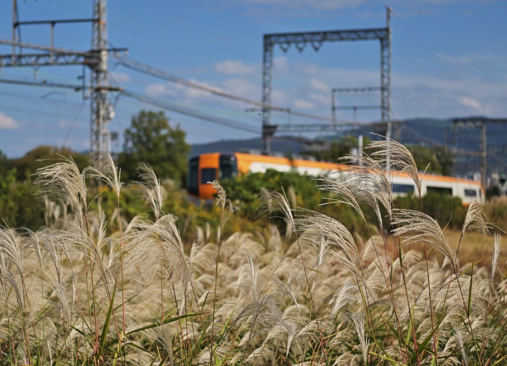 すすきを揺らし