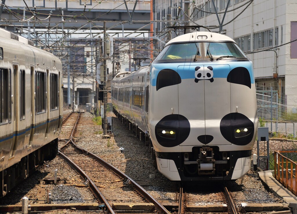 20250722-32パンダくろしお