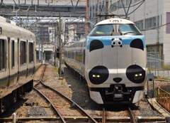 20250722-32パンダくろしお
